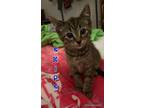 Skips, Domestic Shorthair For Adoption In Ft. Oglethorpe, Georgia