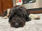 Hadley, Portuguese Water Dog For Adoption In Colleyville, Texas