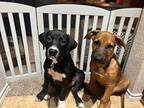 Ebony, Labrador Retriever For Adoption In Denver, Colorado