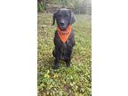 Emily, Labrador Retriever For Adoption In Maysville, Kentucky