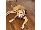 Toffee Chip, Labrador Retriever For Adoption In Alpharetta, Georgia