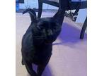 Marley, Domestic Shorthair For Adoption In Deltona, Florida