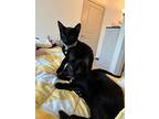 Yang, Domestic Shorthair For Adoption In Bowling Green, Kentucky