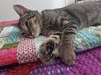 Yoongi Sc (maracas), Domestic Shorthair For Adoption In San Angelo, Texas