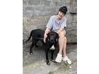 Dedi (rep Of Georgia) Yo, Labrador Retriever For Adoption In Langley