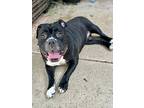 Salt, American Pit Bull Terrier For Adoption In Citrus Heights, California