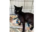 Katyia, Domestic Shorthair For Adoption In Fort Collins, Colorado
