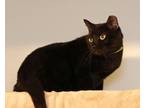 Cat for adoption - Cash, an American Shorthair