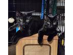 U2, Domestic Shorthair For Adoption In Canton, South Dakota