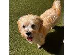 Lucky, Terrier (unknown Type, Small) For Adoption In San Francisco, California