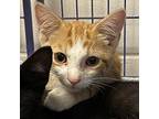 Romano, Domestic Shorthair For Adoption In Burlington, Iowa