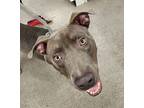 Ash, American Staffordshire Terrier For Adoption In Las Vegas, Nevada