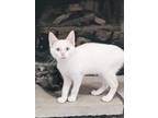 Cat for adoption - Fred Rogers, a Domestic Short Hair & Siamese Mix