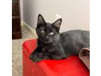 Cat for adoption - Meatball, a Bombay & Domestic Long Hair Mix