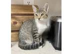 Cat for adoption - Smokey, a Domestic Short Hair