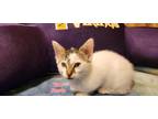 Cat for adoption - Viper, a Domestic Short Hair