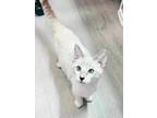 Cat for adoption - Primanti, a Domestic Short Hair & Snowshoe Mix