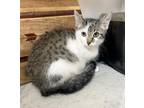 Cat for adoption - Bandit, a Domestic Short Hair