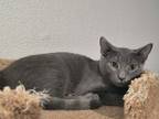 Cat for adoption - Blueberry Pie, a Domestic Short Hair & Russian Blue Mix