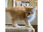 Cat for adoption - Pembrook, a Domestic Medium Hair