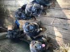 German Shepherd Puppies