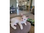 Adopt Chai a Domestic Short Hair