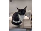 Adopt Alejandra a Domestic Short Hair