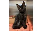 Adopt Pearl a Domestic Medium Hair
