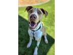 Adopt Ori a Mixed Breed