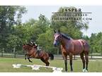 Bay Thoroughbred Gelding