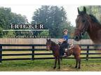 Bay Pony Gelding
