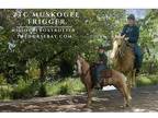 Palomino Missouri Foxtrotter