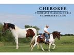 Tennessee Walker Mare