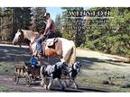 Reg. Gypsy Vanner Gelding