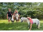 Grey Pony Gelding