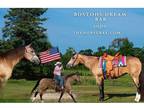 AQHA Buckskin Mare
