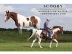 Missouri Foxtrotter Gelding