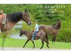Roan AQHA Gelding