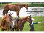 Criollo X Chestnut Mare