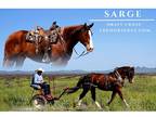 Draft X Chestnut Gelding