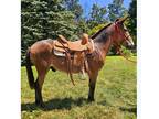Outstanding Appaloosa Mule