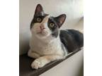 Adopt Madison a Domestic Short Hair