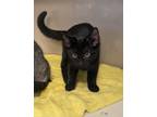 Adopt Bonnie a Domestic Short Hair