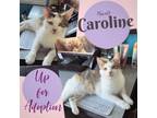 Adopt Caroline a Domestic Short Hair