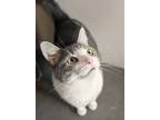Adopt Bounce a Domestic Short Hair