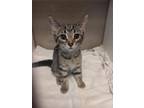 Adopt Stefan a Domestic Short Hair