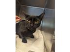 Adopt Soy Sauce a Domestic Short Hair
