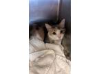 Adopt Peaches a Domestic Short Hair