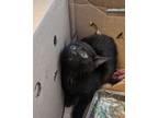 Adopt Caroline a Domestic Short Hair