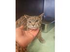 Adopt Rosemary a Domestic Short Hair
